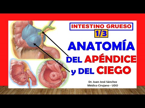 🥇 Anatomy of the CECAL APPENDIX and the BLIND. (Large Intestine 1/3)