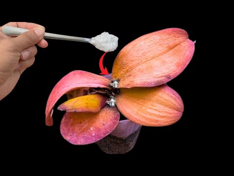 Miraculous! Orchids with Rotting and Yellowing Leaves Revive Instantly!
