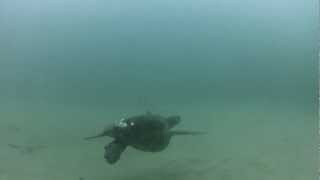 preview picture of video 'Sea Turtle in Laguna Beach'