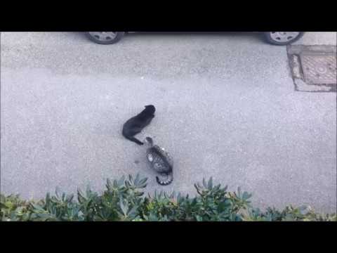 Si sente malato un gattino striscia Trattamento di parassiti in corpo di essere umano di targa video