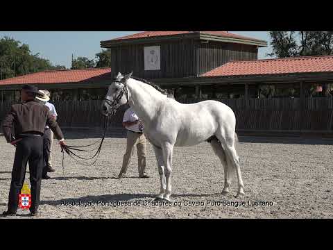 210717 2 F-Angelo Menezes - Aprovação de Garanhões