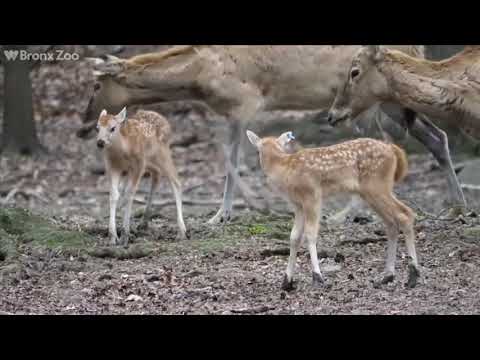 NJ’s Deer Population