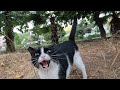Stray Cat Came Running To Us And Happily Bumped My Camera