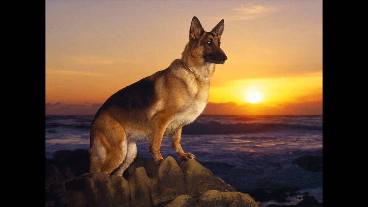 Ilustrações do Reino de Deus - O sapo no fundo do poço - Juanribe Pagliarin - Glória a Deus.