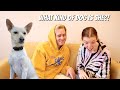 We DNA Tested Our Dog Unexpected Breed Results