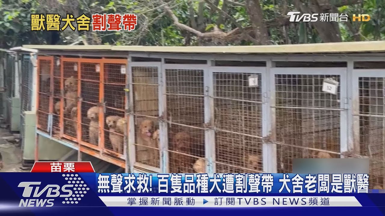 苗栗立案犬舍3百多隻名犬「被割聲帶」 狗張口無聲求救 犬舍老闆是獸醫