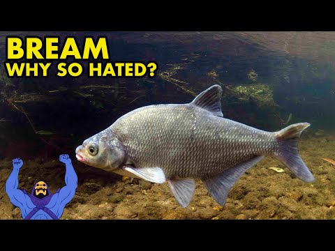 Why Does Everyone Hate Bream? : UK FISH MYTHS