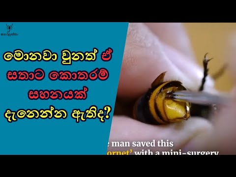 ඒ සතාගේ වේදනාව කොතරම් දරුණුද?