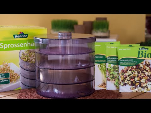 Sprossen selber ziehen 🌱 im Sprossenhaus 🌿 So funktioniert's