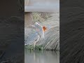 Great Blue Heron Eats A Goldfish Shorts