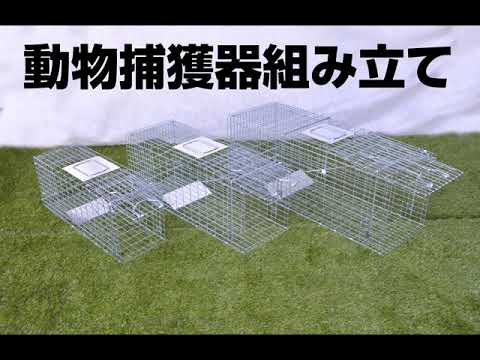 独自のハエ捕りを構築する: 確実に機能する 3 つのシンプルな捕獲器 自然と動物