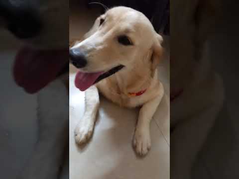 My dog is so hurried to eat her meal!