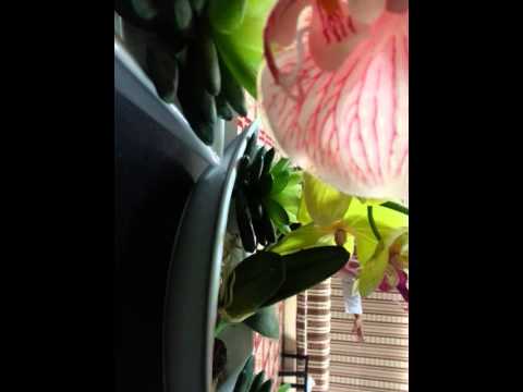 Pag muhadara Seminar ha  kalabbiyan sin bulan Ramadhan Part 2