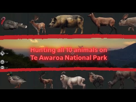 I hunted every species of animal on Te Awaroa (call of the wild)