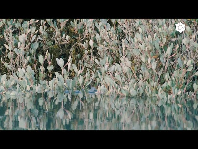 Les prés-salés, richesse de la mer