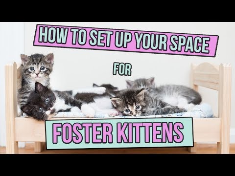 How to Set Up Space for Foster Kittens - YouTube