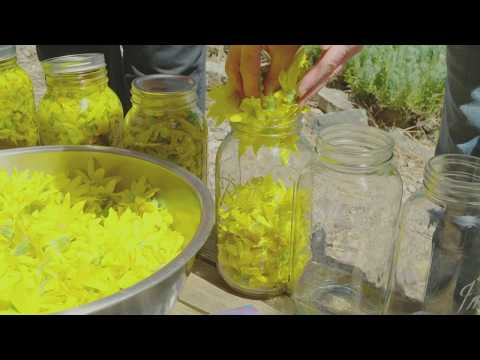 アルニカオイル：癒し、緩和、鎮静 (Arnica Oil: Heal, Relieve & Soothe)