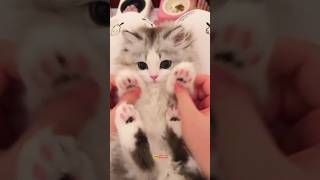 Download lagu anak kucing lucu banget imut cute waw waw 🥰🥰🥰❤️❤️❤️🐈🐈🐈 #shorts mp3