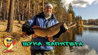 Щука на суре в пензе