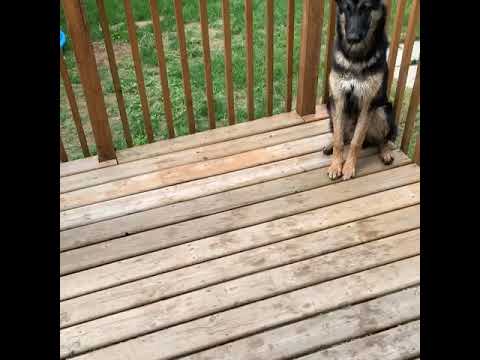 Raw food diet daily meal for my dog German Shepherd