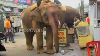 Elephants at Guwahati, Assam