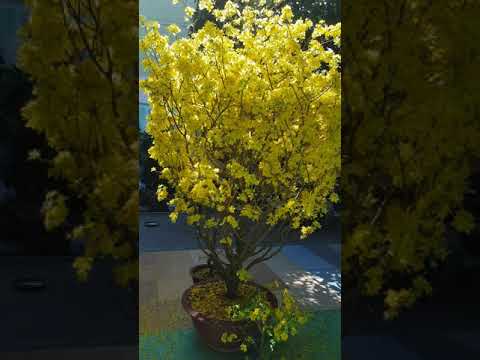 MÙNG 2 TẾT 2020 .MAI NỞ ĐẸP QUÁ