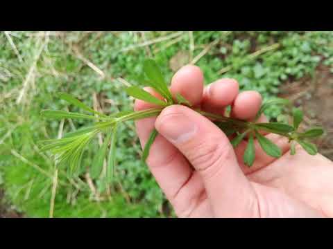 Leicht erkennbare, essbare Wildpflanzen - Teil 3