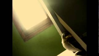 Swan song - Robin Grey