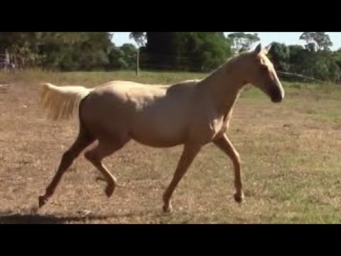 Quasi Gold MD (IFS by Quaterback)  x Daiquiri GF (Ger)