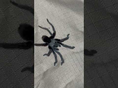medium sized black tarantula wanted to visit