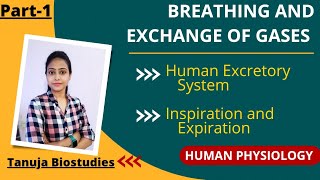 Breathing and Exchange of Gases | Human Respiratory System | Respiratory Volumes | Class 11 /NEET
