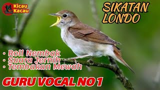 Download lagu SIKATAN LONDO(NIGHTINGALE) FULL MATERI|MASTERAN WAJIB BURUNG JUARA❗❗ mp3