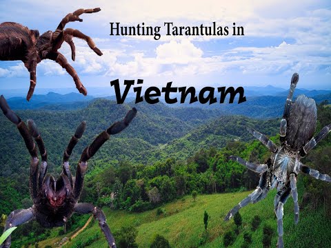 Hunting Tarantulas in Vietnam