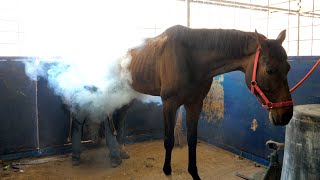 תהליך של חיתוך פרסת הסוס והחלפתה במהירות כדי שסוס המרוץ לא יחלה