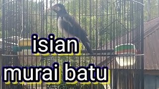 Download lagu suara jalak suren gacor isian murai batu buat pancingan jalak suren belajar bunyi mp3
