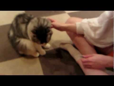 Cat Cafe feeding  Japan 2012 - Jess and Jacinta