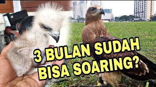 Download lagu Merawat chick elang bondol sampai bisa soaring || Brahminy Kite mp3