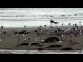 Seagulls Feeding Frenzy