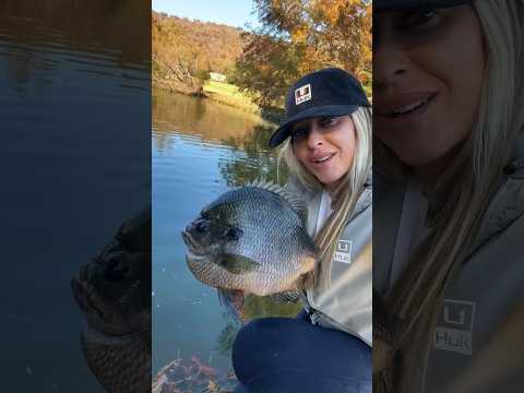 Massive coppernose bluegill 🤘 #fishing #bluegill #catchandrelease
