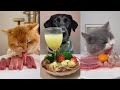 Dog Eating Food Funny Video Pet Eating Food Cat Eating Food 小狗吃饭的视频 小猫吃美食 �
