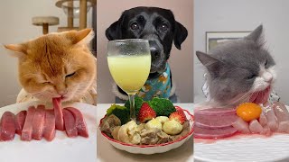 Dog eating food funny video. pet eating food. cat eating food. 小狗吃饭的视频，小猫吃美食，宠物喜欢吃什么食物？