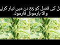 How To Mature Sesame Crop In 85 Days Harmonal Formula To Harvest Sesame Crop Early