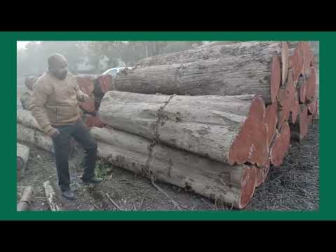 Hardwood 12mm sheesham wood logs, round, brown