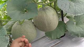 Download lagu Review Melon Alina f1 dan Action 434, umur 60 hari, siap panen mp3