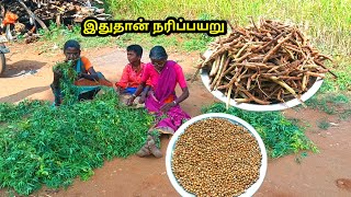 நரிப்பயறு எப்படி இருக்கும் இதோ பாருங்க l  நரிப்பயறு செடி l  How is the Narippayaru l village plants