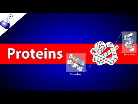 タンパク質 (Proteins)