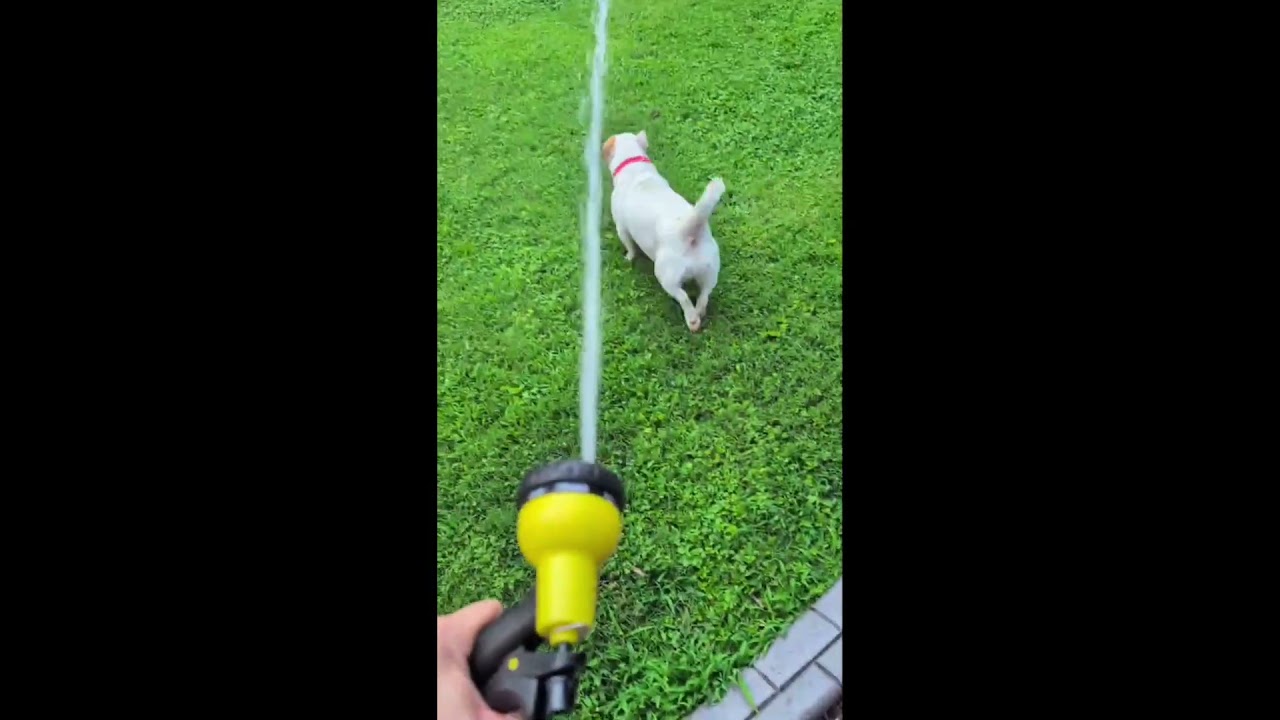Enlarge Delilah fka Katya, an adoptable mixed breed in Kennesaw, GA video 6/6