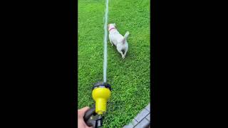 Video preview image #1 Mutt Puppy For Sale in Kennesaw, GA, USA