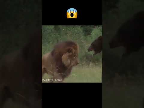 Rare Footage: Lion vs Grizzly Bear