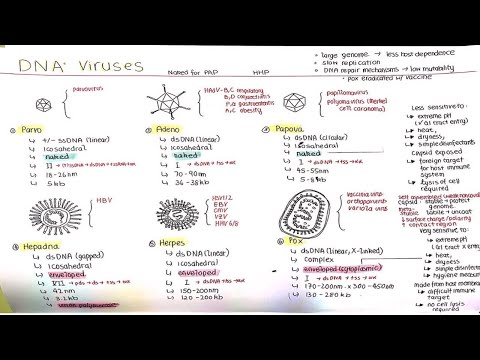 DNA Viruses (ssDNA, dsDNA, pdsDNA)